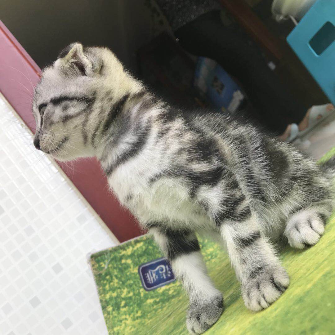 自家养虎斑折耳宝宝