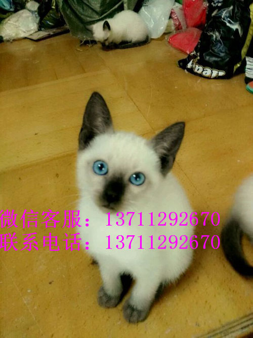 深圳哪里有出售暹罗猫 深圳暹罗猫一只多少钱