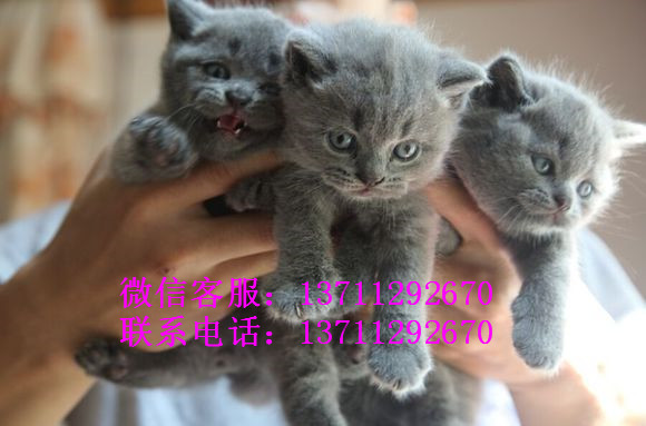 深圳哪里有出售蓝猫 深圳蓝猫一只多少钱