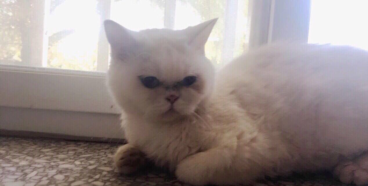 英短母猫，难得的鸳鸯眼！