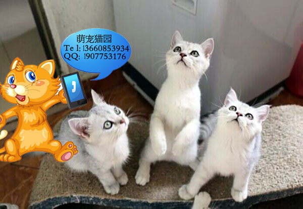 广州哪里有出售银渐层 广州银渐层一只多少钱