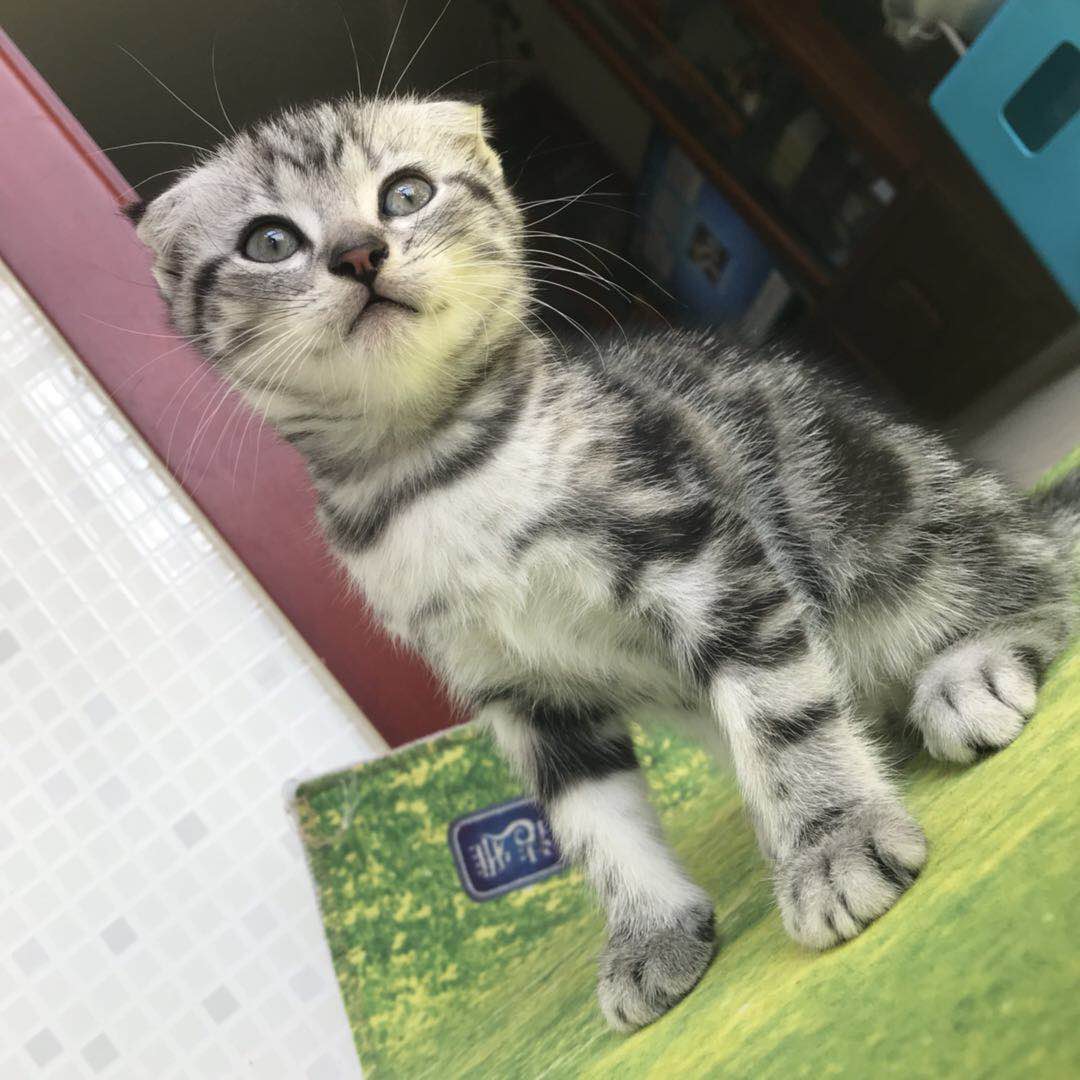 自家养虎斑折耳宝宝