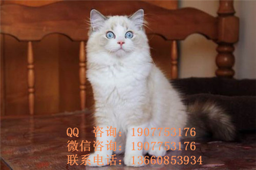 深圳哪里有出售布偶 深圳布偶一只多少钱