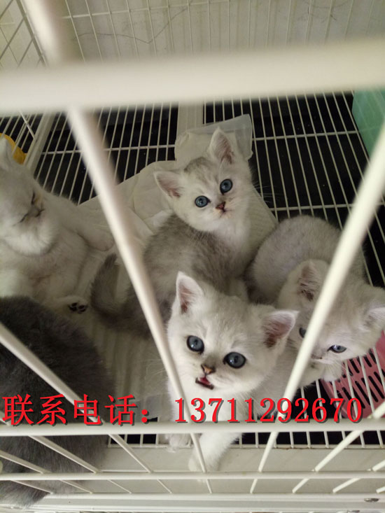 深圳哪里有出售银渐层 深圳银渐层一只多少钱