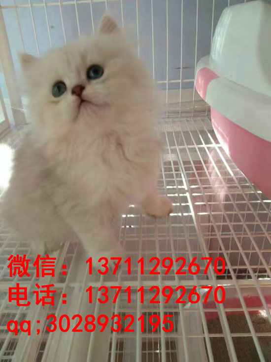 广州哪里有出售金吉拉 广州金吉拉一只多少钱