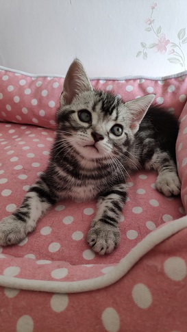 美短弟弟找家长