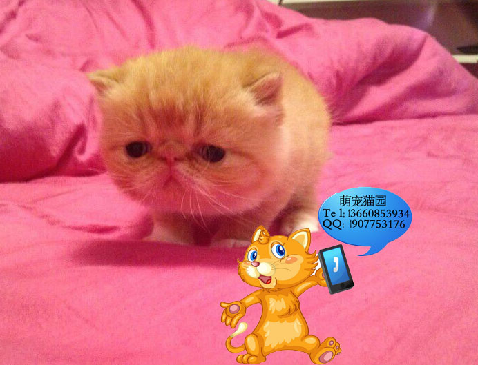 清远哪里有出售加菲猫 清远加菲猫一只多少钱