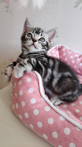 美短弟弟找家长