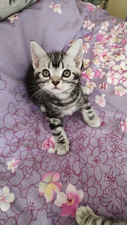 美短弟弟找家长