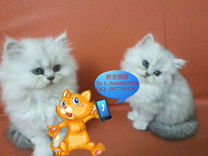 广州哪里有出售金吉拉 广州金吉拉一只多少钱