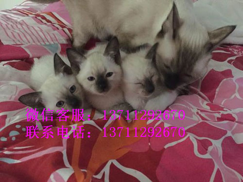 深圳哪里有出售暹罗猫 深圳暹罗猫一只多少钱