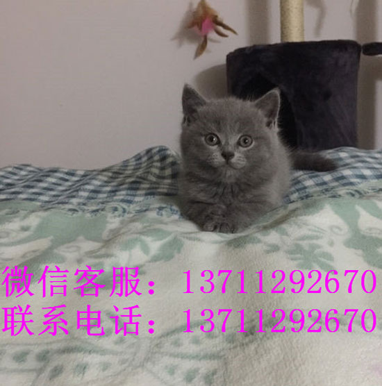 深圳哪里有出售蓝猫 深圳蓝猫一只多少钱