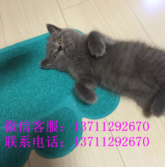 广州哪里有出售蓝猫 广州蓝猫一只多少钱