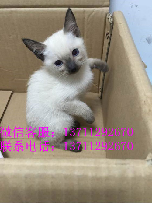 广州哪里有出售暹罗猫 广州暹罗猫一只多少钱