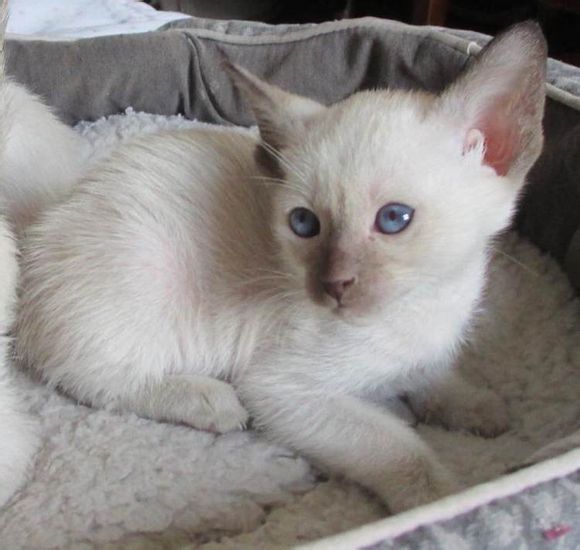 广州哪里有出售暹罗猫 广州暹罗猫一只多少钱