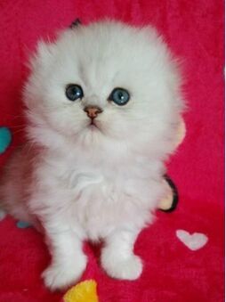 广州哪里有出售金吉拉 广州金吉拉一只多少钱