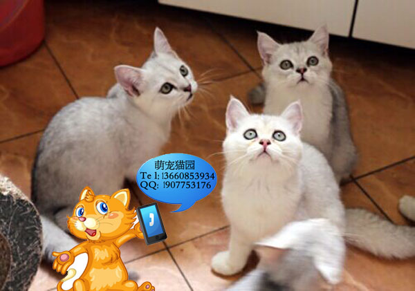 深圳哪里有出售银渐层 深圳银渐层一只多少钱