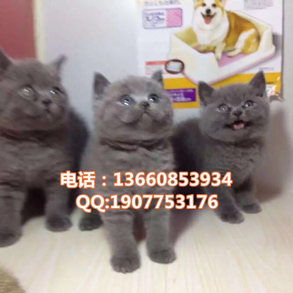 深圳哪里有出售银渐层 深圳银渐层一只多少钱