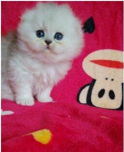 广州哪里有出售金吉拉 广州金吉拉一只多少钱