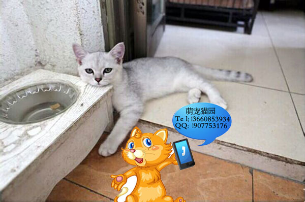 深圳哪里有出售银渐层 深圳银渐层一只多少钱