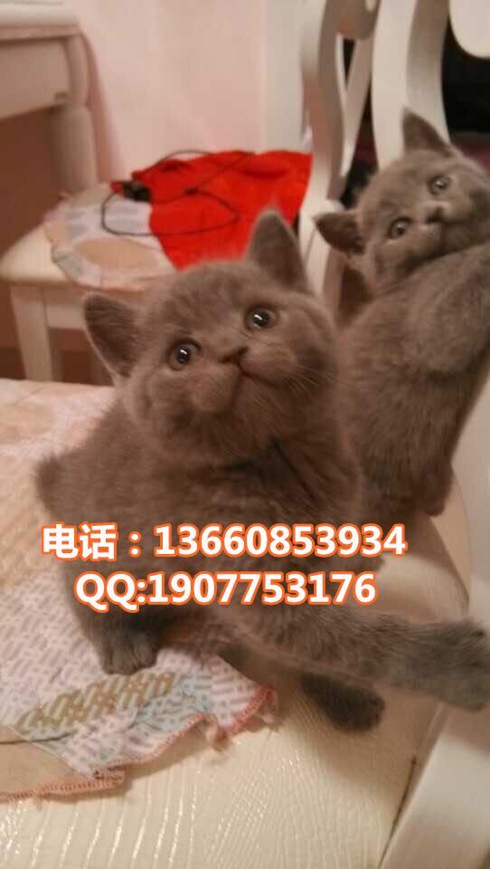 深圳哪里有出售银渐层 深圳银渐层一只多少钱