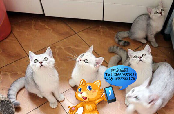 深圳哪里有出售银渐层 深圳银渐层一只多少钱