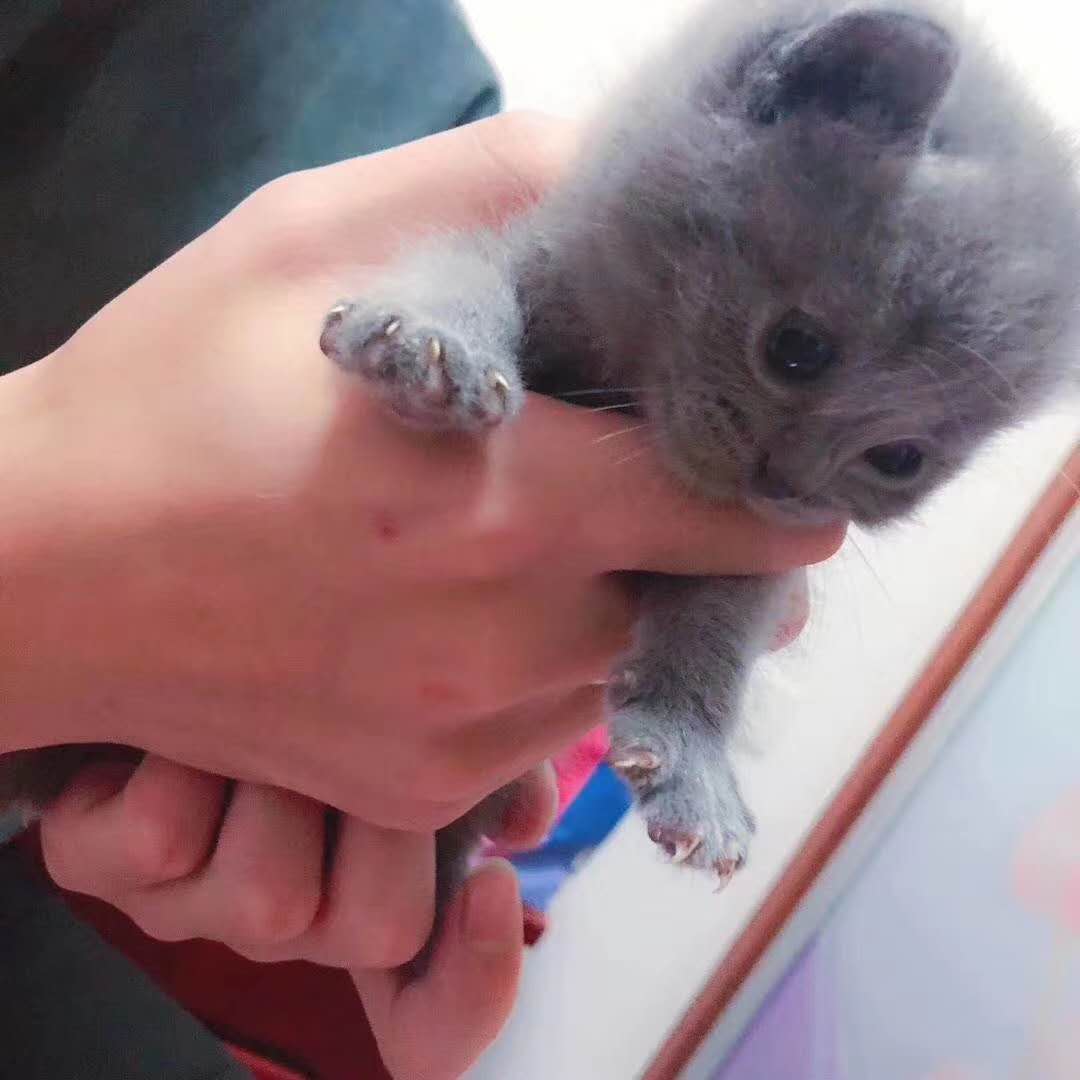 自家小蓝猫（英短）宁波