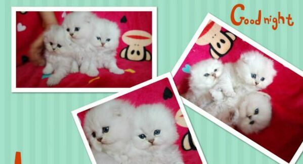 广州哪里有出售金吉拉 广州金吉拉一只多少钱