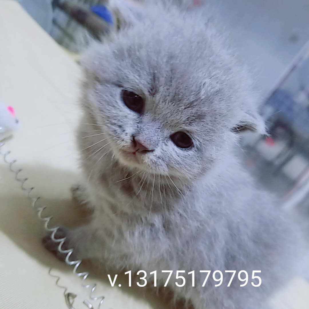 自家小蓝猫（英短）宁波