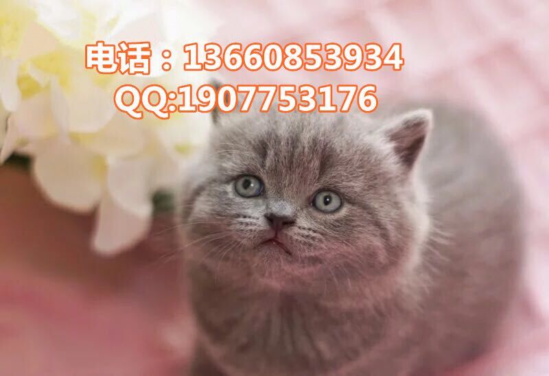 深圳哪里有出售蓝猫 深圳蓝猫一只多少钱