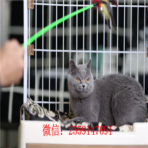 合肥哪里有蓝猫出售 合肥哪里卖的蓝猫便宜 合肥哪里卖健康的蓝猫
