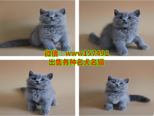 北京哪里有猫卖 北京蓝猫价格 北京加菲猫多少