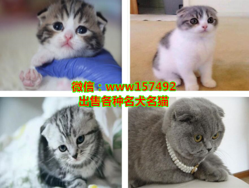 北京哪里有猫卖 北京蓝猫价格 北京加菲猫多少钱