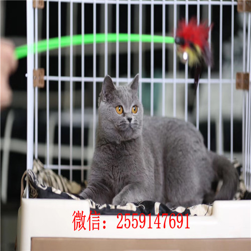 合肥哪里有蓝猫出售 合肥哪里卖的蓝猫便宜 合