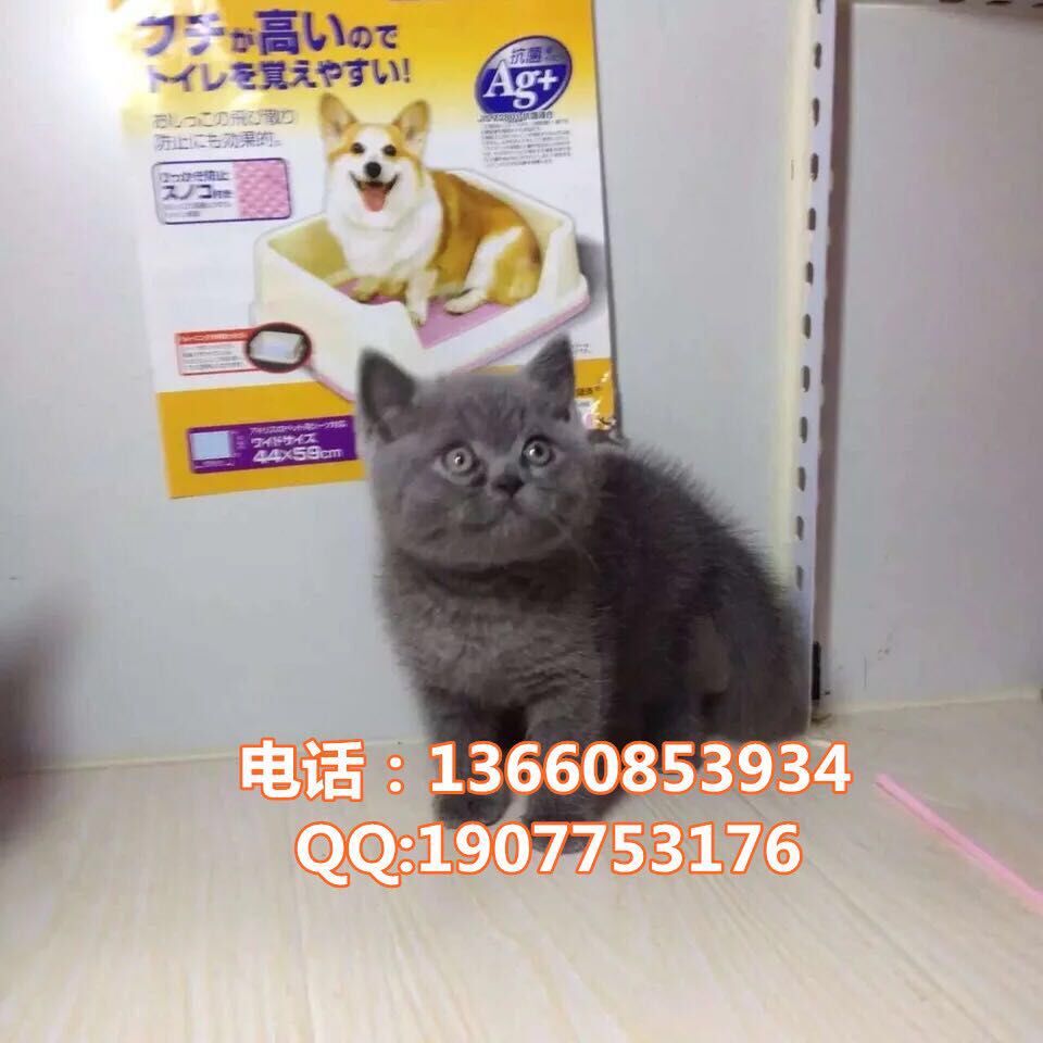 广州哪里有出售蓝猫 广州蓝猫一只多少钱