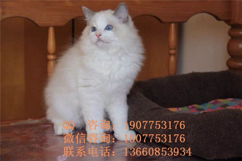 广州哪里有出售布偶 广州布偶一只多少钱