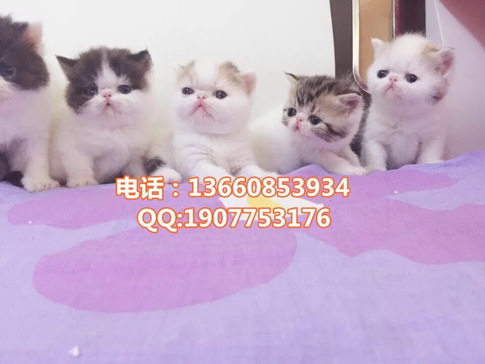 广州哪里有出售加菲猫 广州加菲猫一只多少钱