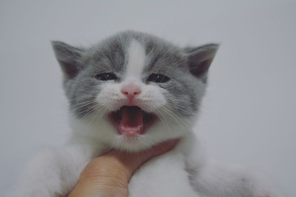 广州哪里有出售蓝白 广州蓝白一只多少钱