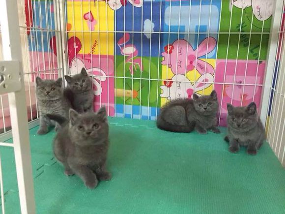 广州哪里有出售蓝白 广州蓝白一只多少钱