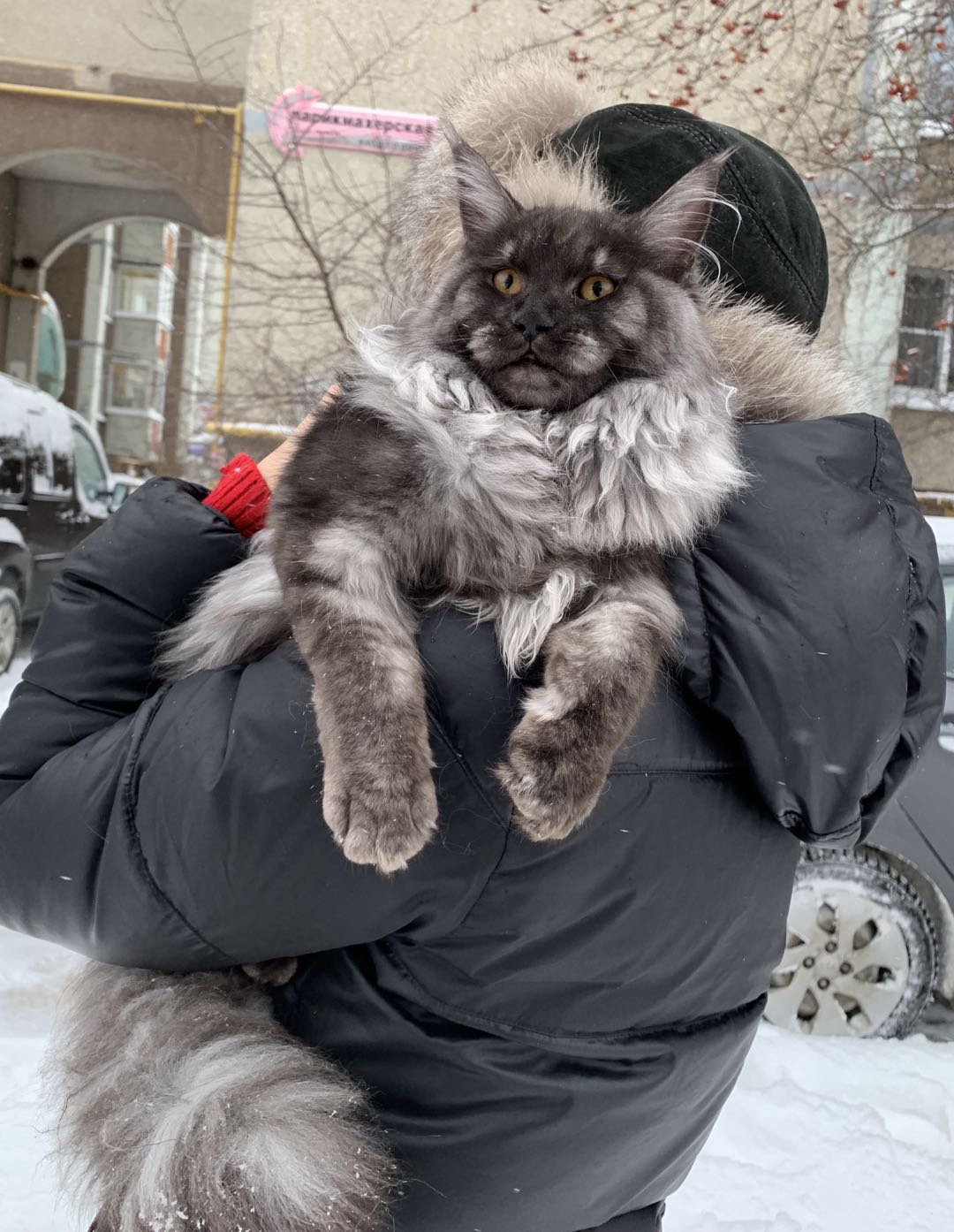 俄罗斯纯种缅因猫