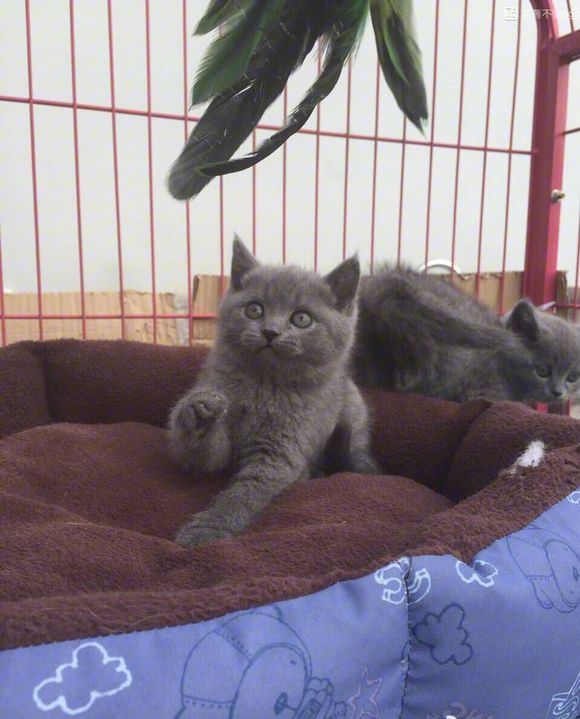 广州哪里有出售蓝猫 广州蓝猫一只多少钱