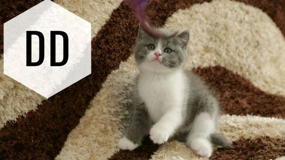 广州哪里有出售蓝白 广州蓝白一只多少钱