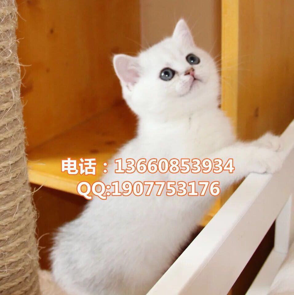 深圳哪里有出售银渐层 深圳银渐层一只多少钱