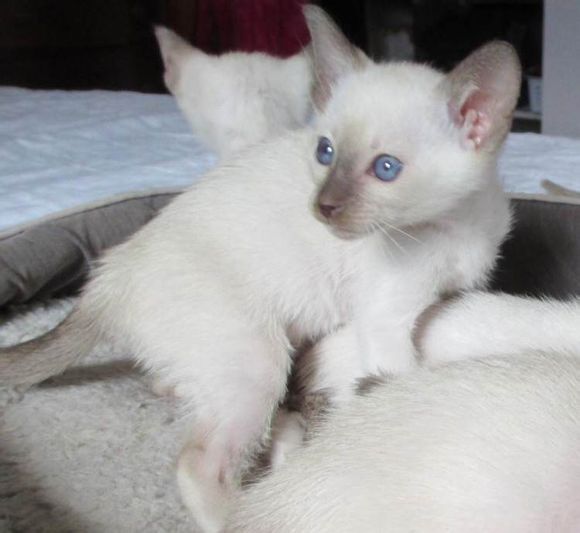 广州哪里有出售暹罗猫 广州暹罗猫一只多少钱