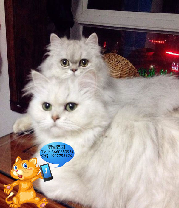 深圳哪里有出售金吉拉 深圳金吉拉一只多少钱