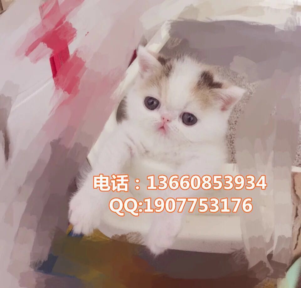 深圳哪里有出售加菲猫 深圳加菲猫一只多少钱