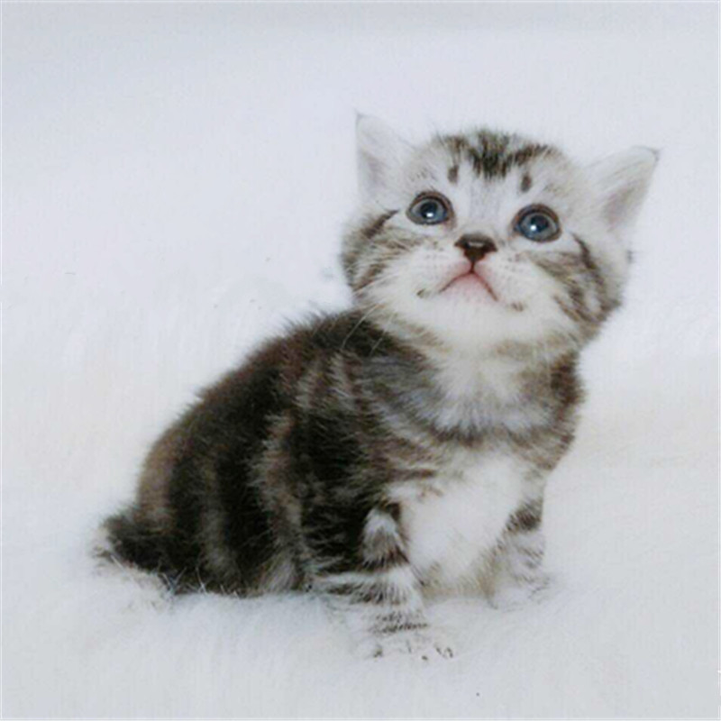 广州买狗去哪里好 广州哪里有卖美短毛猫 美短毛猫多少钱