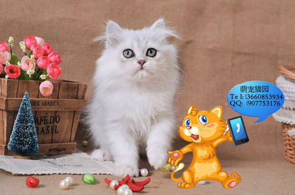 深圳哪里有出售金吉拉 深圳金吉拉一只多少钱