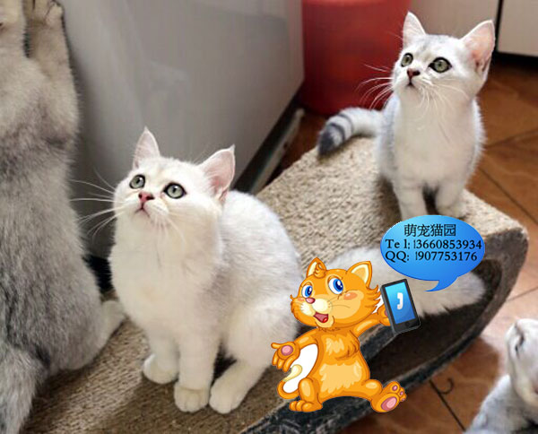 深圳哪里有出售银渐层 深圳银渐层一只多少钱