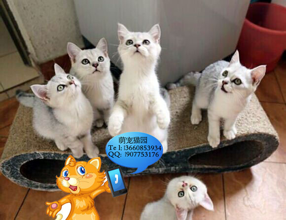 韶关哪里有出售银渐层 韶关银渐层一只多少钱